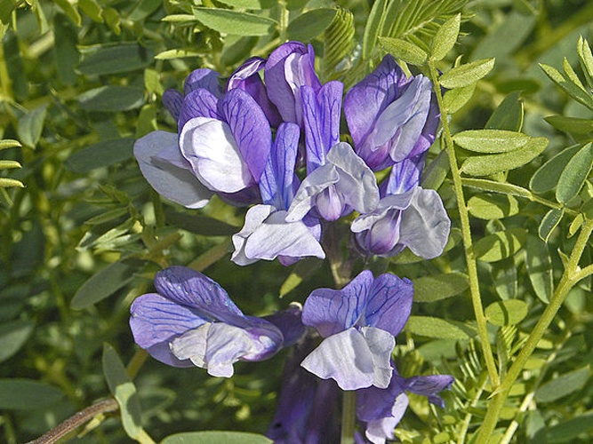 Vicia dumetorum © <a href="//commons.wikimedia.org/wiki/User:Hectonichus" title="User:Hectonichus">Hectonichus</a>