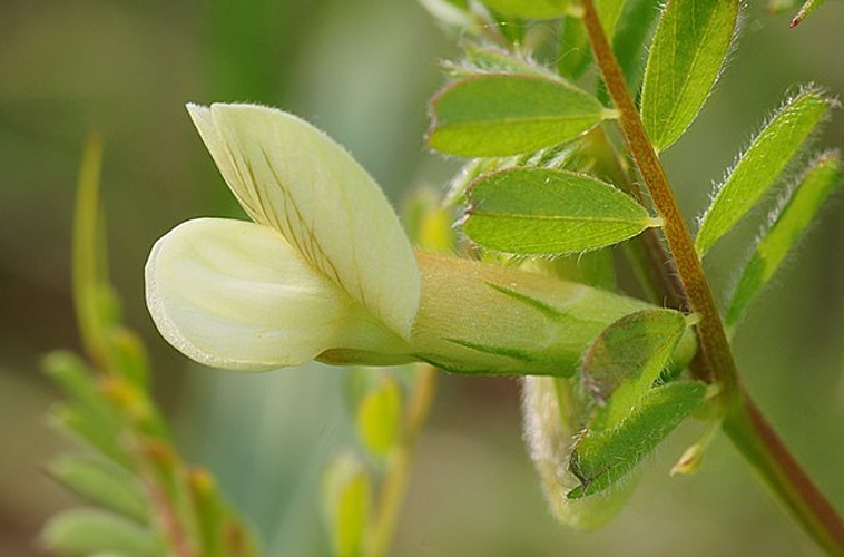 Vicia hybrida © <a href="//commons.wikimedia.org/w/index.php?title=User:Jean_gadeyne&amp;action=edit&amp;redlink=1" class="new" title="User:Jean gadeyne (page does not exist)">Jean gadeyne</a>