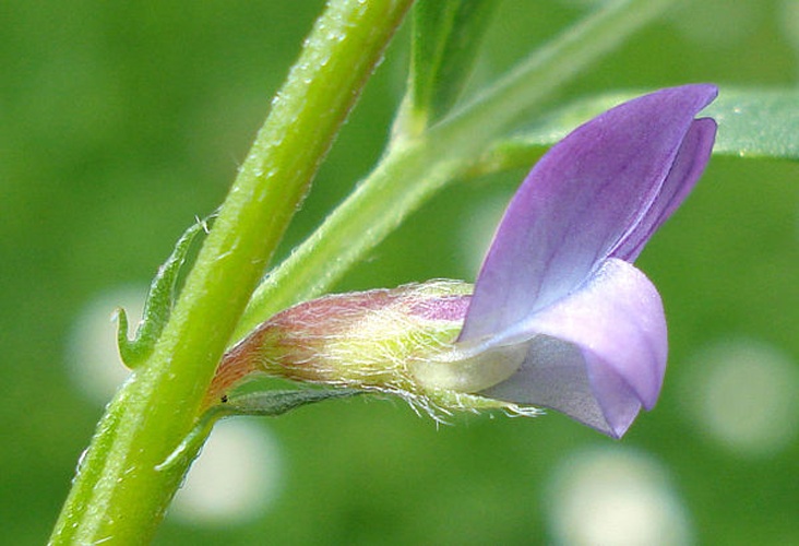 Vicia lathyroides © <a href="//commons.wikimedia.org/wiki/User:Fornax" title="User:Fornax">Fornax</a>