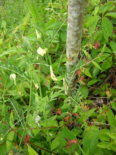 Vicia lutea © No machine-readable author provided. <a href="//commons.wikimedia.org/wiki/User:Aroche" title="User:Aroche">Aroche</a> assumed (based on copyright claims).