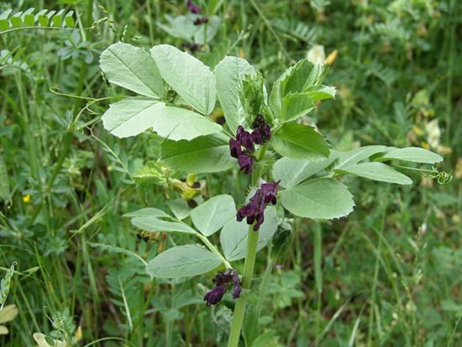 Vicia narbonensis © The original uploader was <a href="https://en.wikipedia.org/wiki/ar:User:%D8%B9%D9%85%D8%B1%D9%88_%D8%A8%D9%86_%D9%83%D9%84%D8%AB%D9%88%D9%85" class="extiw" title="w:ar:User:عمرو بن كلثوم">عمرو بن كلثوم</a> at <a href="https://en.wikipedia.org/wiki/ar:" class="extiw" title="w:ar:">Arabic Wikipedia</a>.