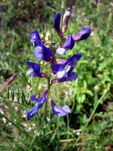 Vicia onobrychioides &copy; <a href="//commons.wikimedia.org/wiki/User:Isidre_blanc" title="User:Isidre blanc">Isidre blanc</a>
