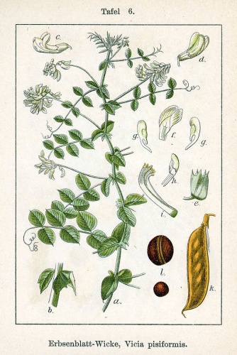 Vicia pisiformis © Johann Georg Sturm (Painter: Jacob Sturm)