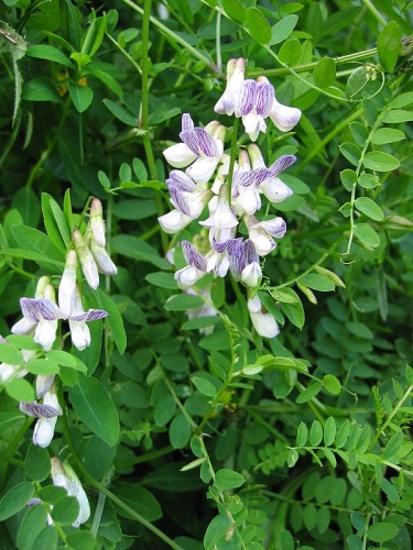 Vicia sylvatica &copy; 