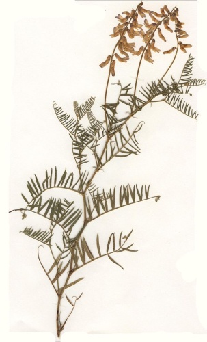 Vicia tenuifolia © 