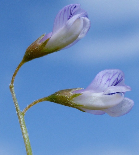 Vicia tetrasperma &copy; <a href="//commons.wikimedia.org/wiki/User:Fornax" title="User:Fornax">Fornax</a>