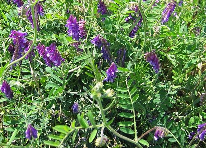 Vicia villosa © No machine-readable author provided. <a href="//commons.wikimedia.org/wiki/User:Fabelfroh" title="User:Fabelfroh">Fabelfroh</a> assumed (based on copyright claims).
