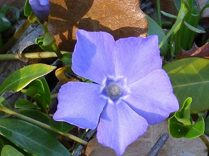 Vinca difformis © <a href="//commons.wikimedia.org/wiki/User:Javier_martin" title="User:Javier martin">Javier martin</a>