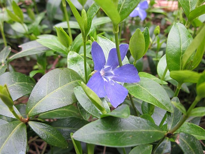 Lesser Periwinkle &copy; <a href="//commons.wikimedia.org/wiki/User:AnRo0002" title="User:AnRo0002">AnRo0002</a>