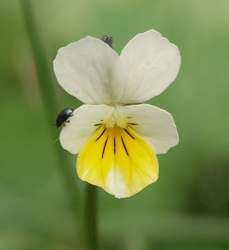 Viola arvensis © <a href="//commons.wikimedia.org/wiki/User:BerndH" title="User:BerndH">Bernd Haynold</a>