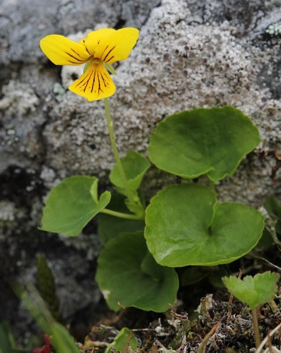Viola biflora © <a href="//commons.wikimedia.org/w/index.php?title=User:Alinja&amp;action=edit&amp;redlink=1" class="new" title="User:Alinja (page does not exist)">Alinja</a>