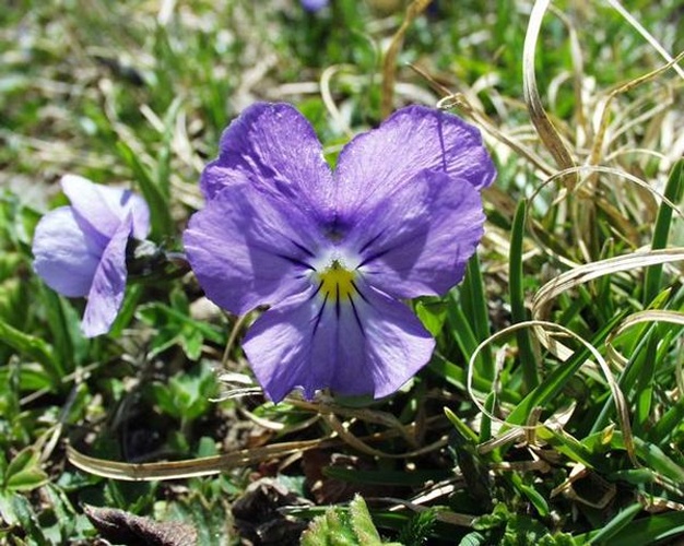 Viola calcarata © Henry Brisse (upload by <a href="//commons.wikimedia.org/wiki/User:Abalg" title="User:Abalg">user:Abalg</a>)