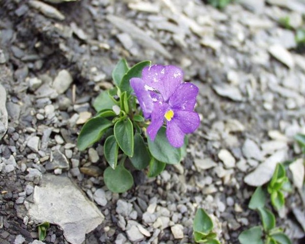 Viola cenisia © Henry Brisse (upload by <a href="//commons.wikimedia.org/wiki/User:Abalg" title="User:Abalg">user:Abalg</a>)