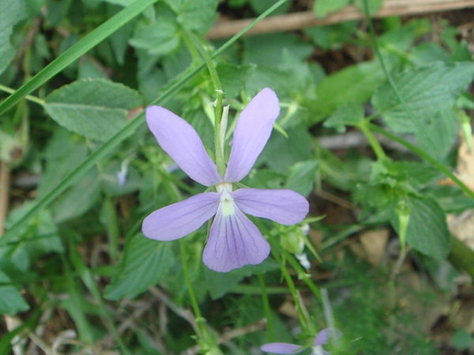 Viola cornuta © <a href="//commons.wikimedia.org/wiki/User:Xemenendura" title="User:Xemenendura">Xemenendura</a>