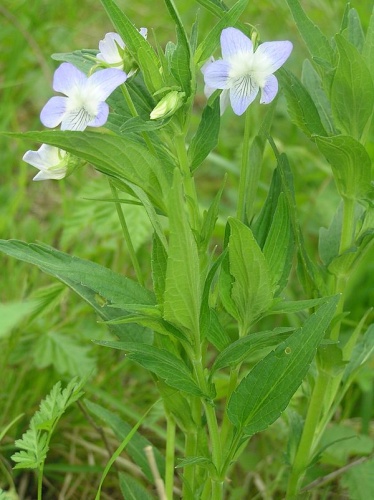 Viola elatior &copy; <a href="//commons.wikimedia.org/wiki/User:Don_Pedro28" title="User:Don Pedro28">Petr Filippov</a>