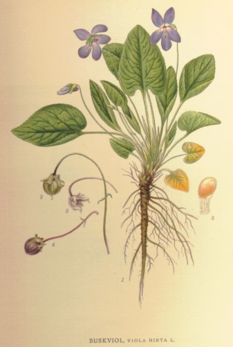 Viola hirta © <bdi><a href="https://en.wikipedia.org/wiki/en:Carl_Axel_Magnus_Lindman" class="extiw" title="w:en:Carl Axel Magnus Lindman">Carl Axel Magnus Lindman</a>
</bdi>