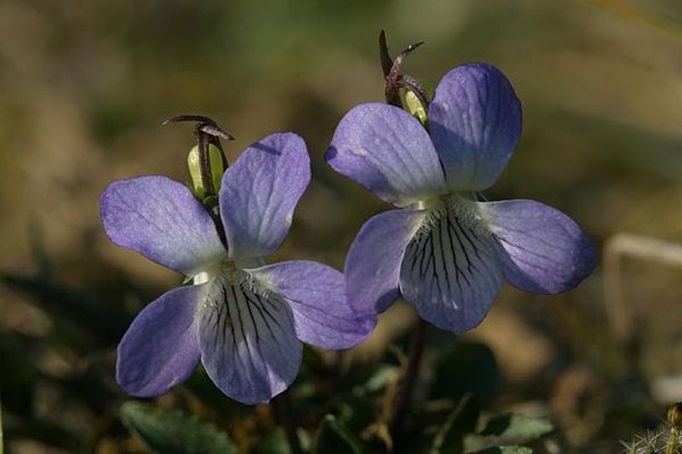Viola lactea © 