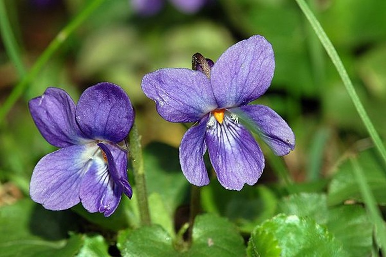 Viola odorata © <a href="//commons.wikimedia.org/wiki/User:Dysmachus" title="User:Dysmachus">Fritz Geller-Grimm</a>