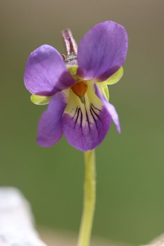Viola pyrenaica © <a href="https://fr.wikipedia.org/wiki/User:Cptcv" class="extiw" title="fr:User:Cptcv">Cptcv</a>