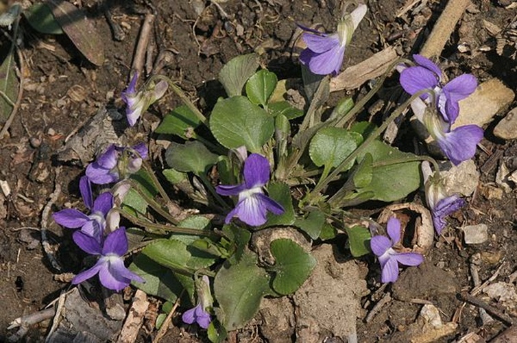 Viola rupestris &copy; <a href="//commons.wikimedia.org/wiki/User:HermannSchachner" title="User:HermannSchachner">HermannSchachner</a>