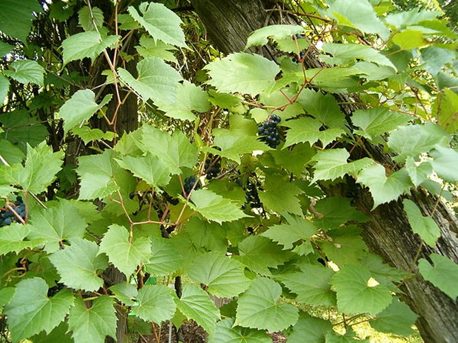 Vitis riparia © 
