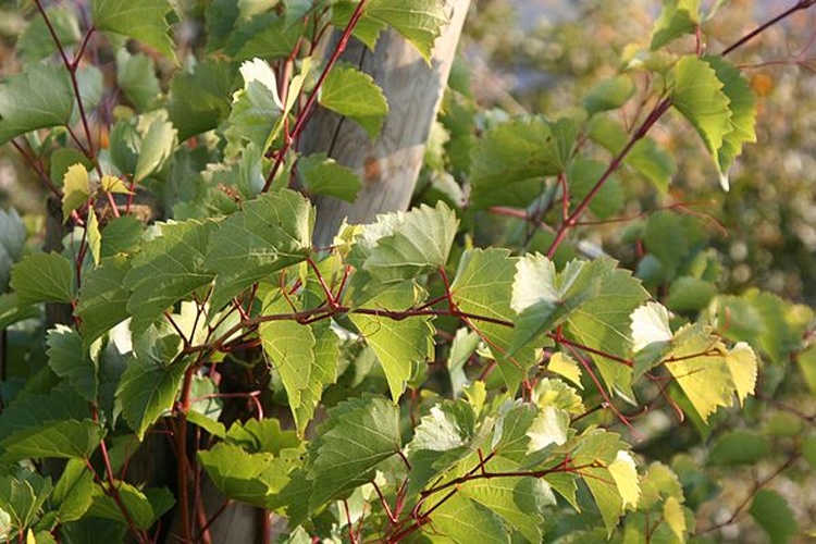 Vitis rupestris © <a href="//commons.wikimedia.org/wiki/User:Rosenzweig" title="User:Rosenzweig">Rosenzweig</a>