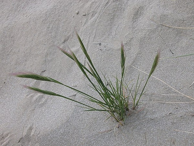 Vulpia fasciculata © Andrea Moro