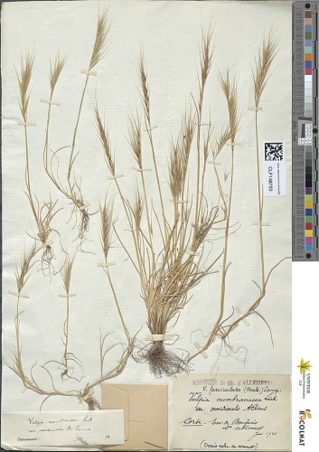 Vulpia membranacea &copy; Corte Bonifacis