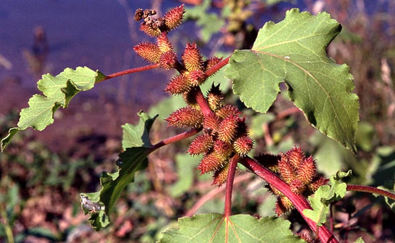 Xanthium albinum © <a href="//commons.wikimedia.org/wiki/User:Fice" title="User:Fice">Christian Fischer</a>