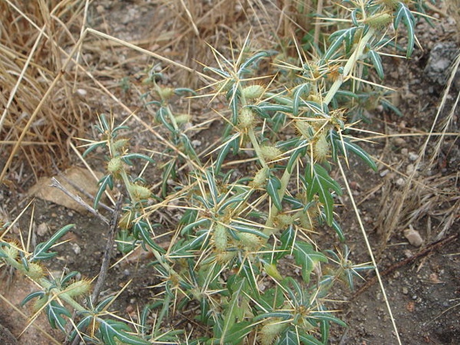 Xanthium spinosum &copy; <a href="//commons.wikimedia.org/wiki/User:Xemenendura" title="User:Xemenendura">Xemenendura</a>