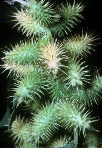 Xanthium strumarium &copy; 