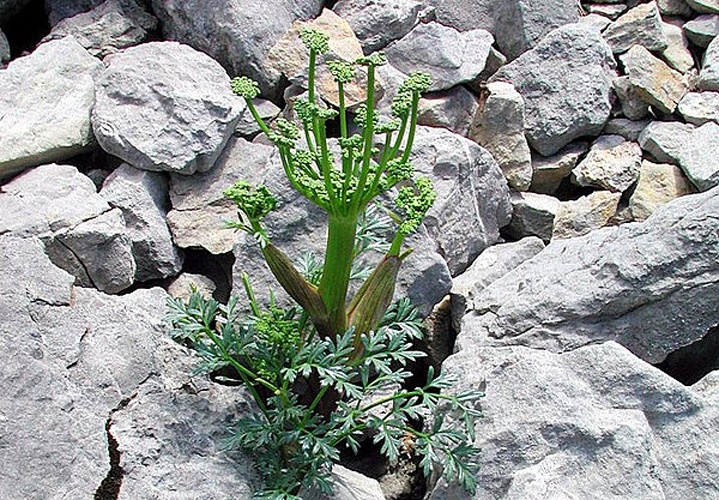 Xatardia scabra &copy; <a href="//commons.wikimedia.org/wiki/User:Simonjoan" title="User:Simonjoan">Simonjoan</a>