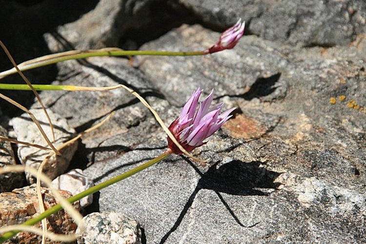 Xeranthemum inapertum © <a href="//commons.wikimedia.org/wiki/User:Nachosan" title="User:Nachosan">Nachosan</a>