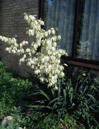 Yucca filamentosa © <a href="https://en.wikipedia.org/wiki/da:User:Sten" class="extiw" title="w:da:User:Sten">Sten</a> at <a href="https://en.wikipedia.org/wiki/da:" class="extiw" title="w:da:">Danish Wikipedia</a>