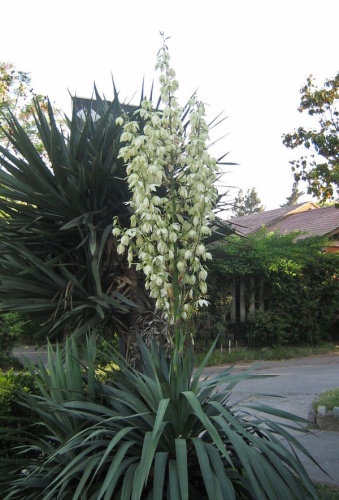 Yucca gloriosa © <a href="//commons.wikimedia.org/wiki/User:Penarc" title="User:Penarc">Penarc</a>