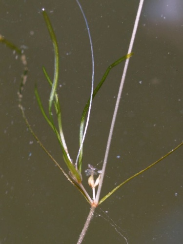 Zannichellia obtusifolia © <a href="//commons.wikimedia.org/wiki/User:Ruppia2000" title="User:Ruppia2000">Ruppia2000</a>