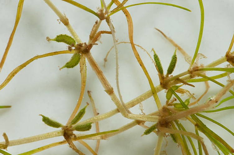 Zannichellia palustris © <a href="//commons.wikimedia.org/wiki/User:Fice" title="User:Fice">Christian Fischer</a>