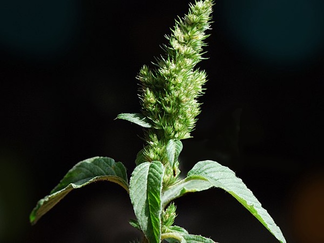 Amaranthus hybridus subsp. bouchonii © <a href="//commons.wikimedia.org/wiki/User:Pancrat" title="User:Pancrat">Pancrat</a>