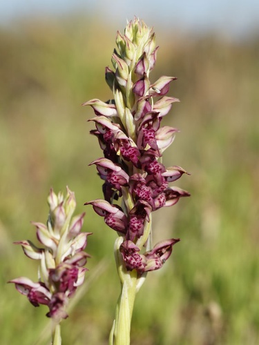 Anacamptis coriophora subsp. fragrans © <a href="//commons.wikimedia.org/wiki/User:Biopics" title="User:Biopics">Hans Hillewaert</a>