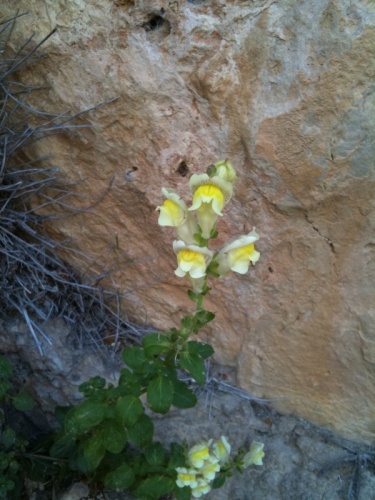 Antirrhinum latifolium © <a href="//commons.wikimedia.org/w/index.php?title=User:Jmc84&amp;action=edit&amp;redlink=1" class="new" title="User:Jmc84 (page does not exist)">Jmc84</a>