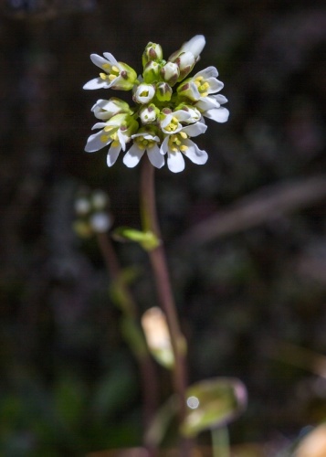 Arabis soyeri subsp. subcoriacea &copy; <a href="//commons.wikimedia.org/wiki/User:Hedwig_Storch" title="User:Hedwig Storch">Hedwig Storch</a>