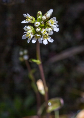 Arabis soyeri subsp. subcoriacea © <a href="//commons.wikimedia.org/wiki/User:Hedwig_Storch" title="User:Hedwig Storch">Hedwig Storch</a>