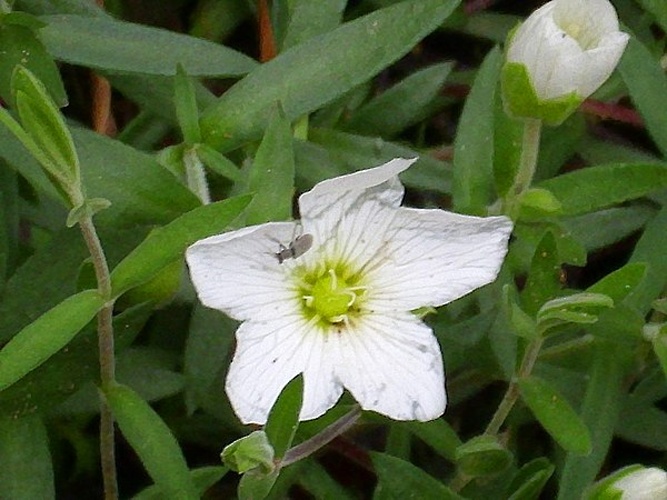 Arenaria montana subsp. montana &copy; <a href="//commons.wikimedia.org/wiki/User:Javier_martin" title="User:Javier martin">Javier martin</a>