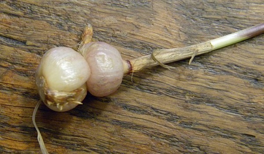 Arrhenatherum elatius subsp. bulbosum &copy; Dominique Jacquin