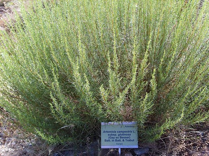 Artemisia campestris subsp. glutinosa © <a href="//commons.wikimedia.org/wiki/User:Javier_martin" title="User:Javier martin">Javier martin</a>