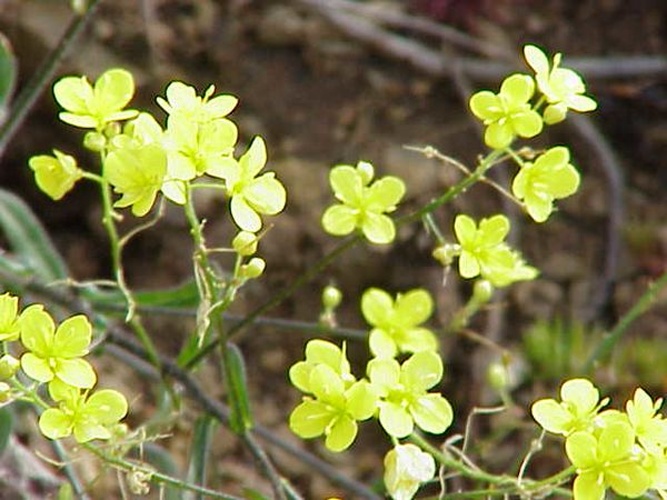 Biscutella laevigata subsp. varia &copy; Kurt Stüber <a rel="nofollow" class="external autonumber" href="http://www.kurtstueber.de/">[1]</a>