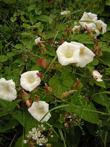 Calystegia silvatica © No machine-readable author provided. <a href="//commons.wikimedia.org/wiki/User:Aroche" title="User:Aroche">Aroche</a> assumed (based on copyright claims).