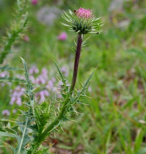 Carduus defloratus subsp. carlinifolius © Enrico Blasutto