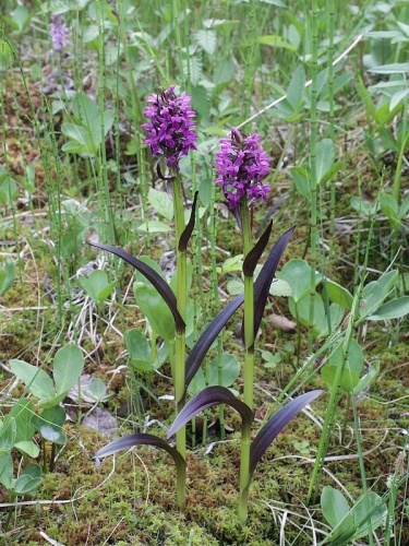 Dactylorhiza incarnata subsp. cruenta © <a href="//commons.wikimedia.org/w/index.php?title=User:Mattivirtala&amp;action=edit&amp;redlink=1" class="new" title="User:Mattivirtala (page does not exist)">Matti Virtala</a>