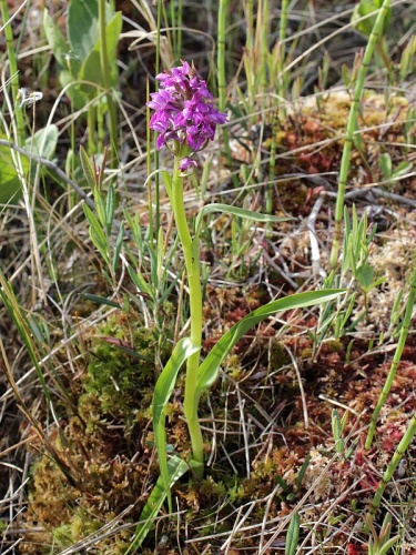 Dactylorhiza incarnata subsp. incarnata &copy; <a href="//commons.wikimedia.org/w/index.php?title=User:Mattivirtala&amp;action=edit&amp;redlink=1" class="new" title="User:Mattivirtala (page does not exist)">Matti Virtala</a>